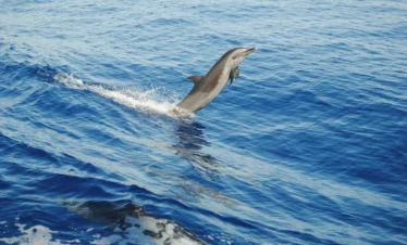 VIP Dolphin tour from Hurghada