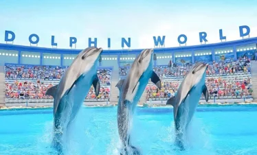 Dolphin show